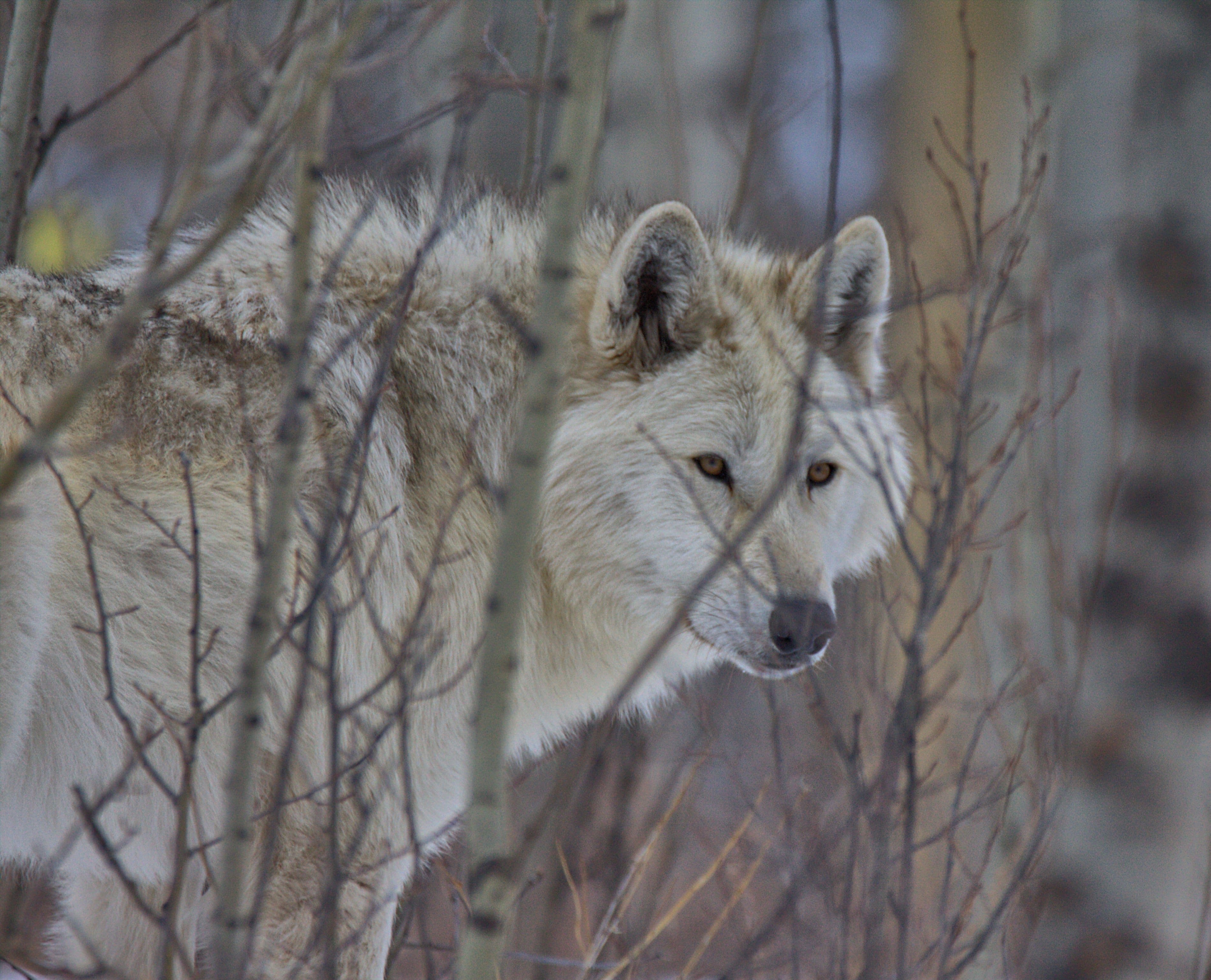Yamnuska Wolfdog Sanctuary