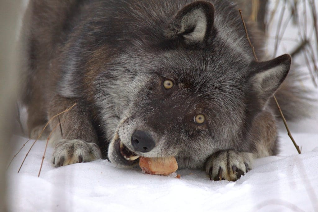 Treats for the Wolfdogs at Yamnuska Wolfdog Sanctuary