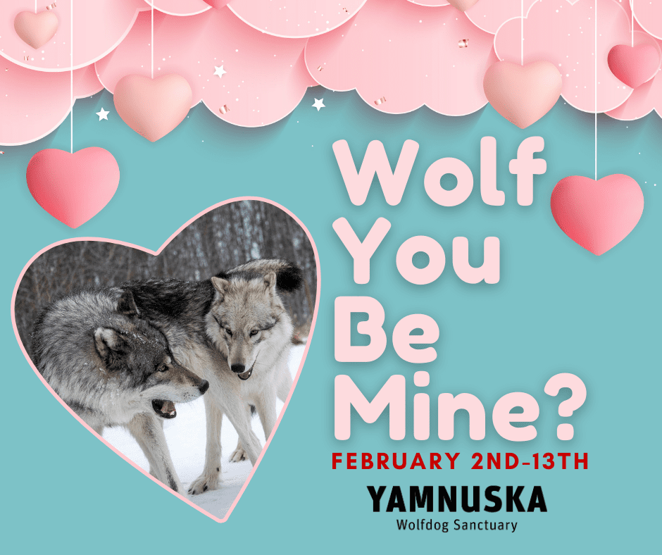 Wolf you be mine? Valentines at the sanctuary!