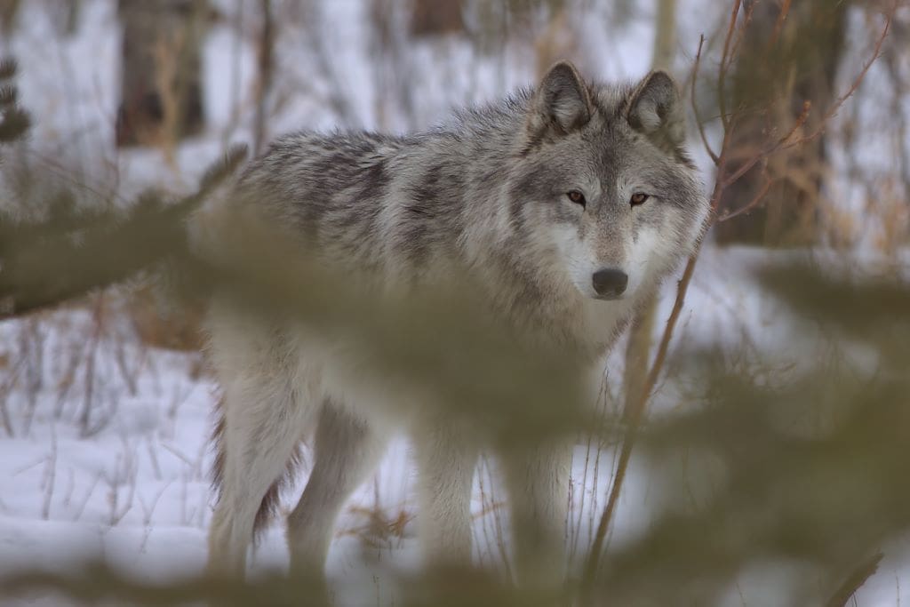 Yamnuska wolfdog Cochrane Alberta