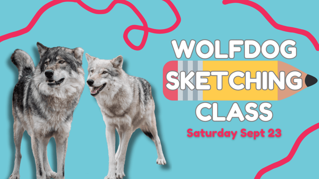 Wolfdog Sketching Class